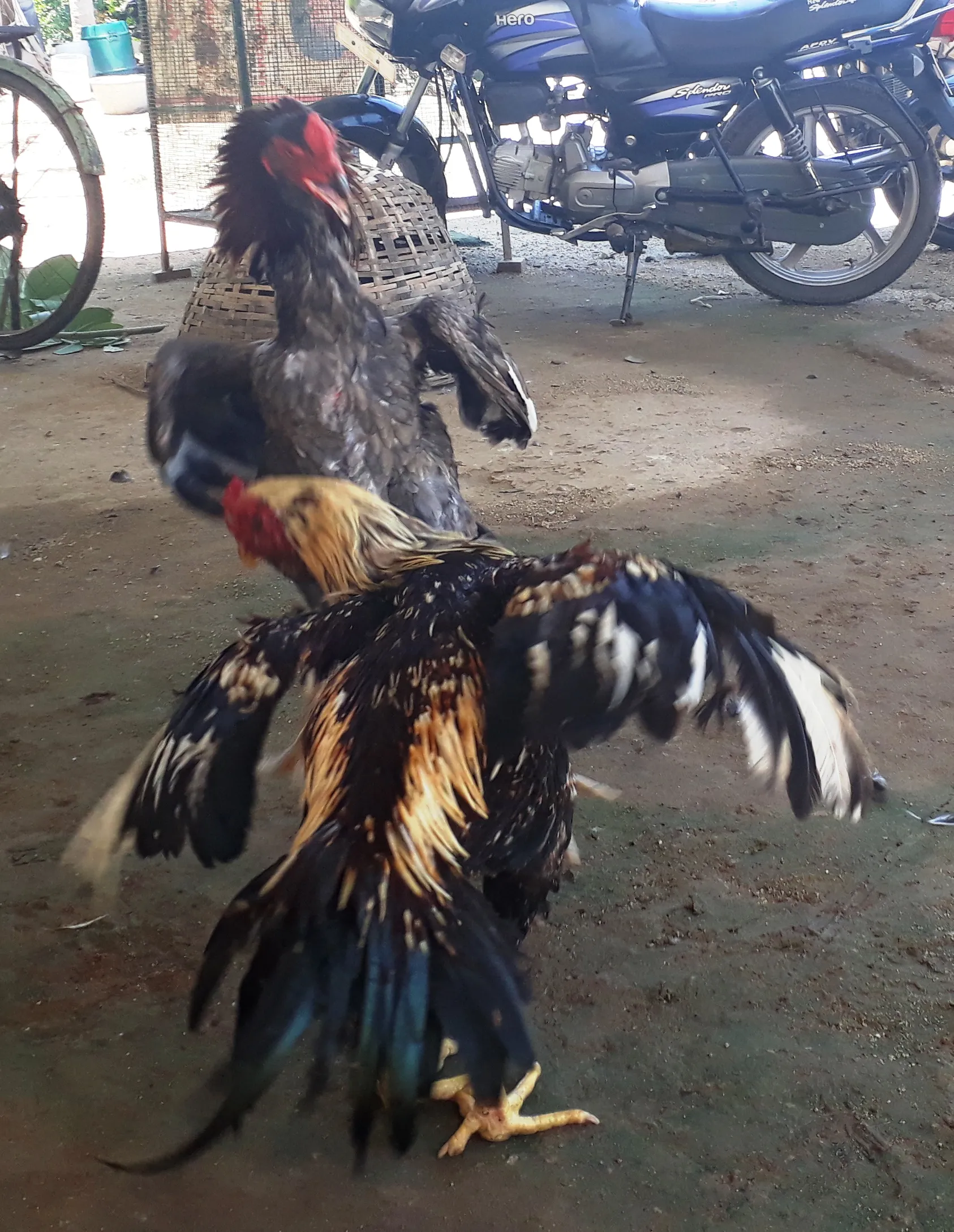 cock fight